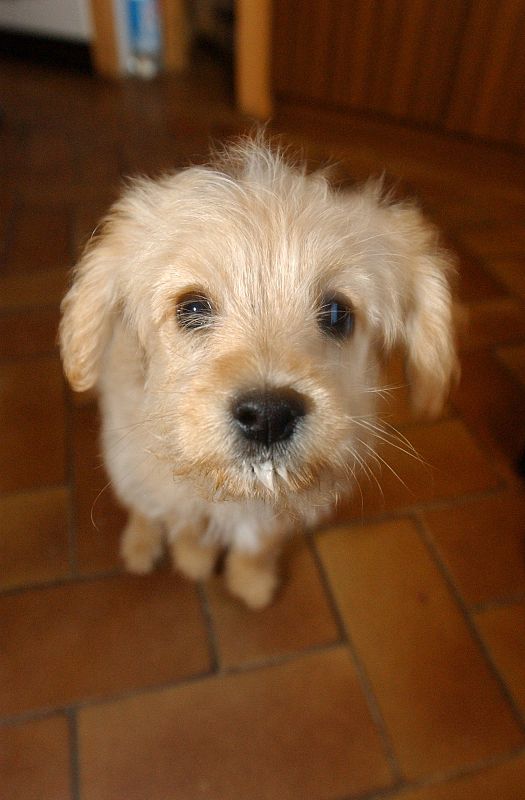 “犬瘟热”是狗生的一个坎，熬过去就赢了熬不过去就输了