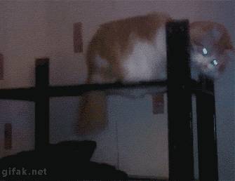 猫咪的神经质的确名不虚传