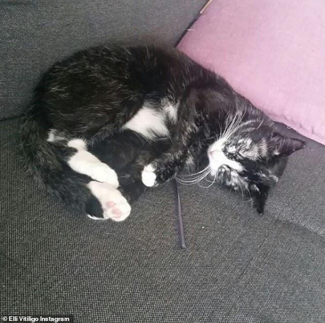 美女農場領回來一只黑貓，養了2年后，噩夢開始了