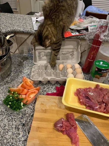 主人做菜 猫咪在厨房捣蛋死活不走 结果拿出菜刀后