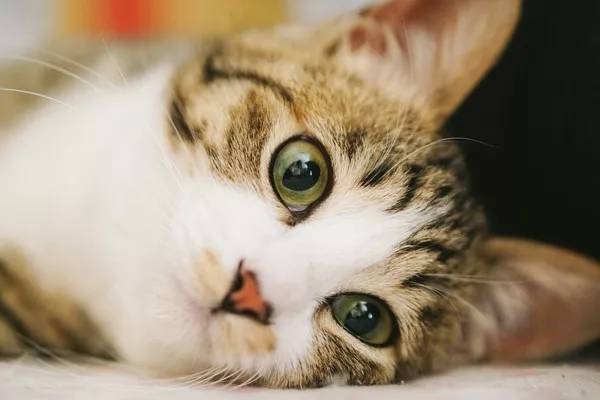 女友嫌猫细菌多“不送养就分手”，霸气男只说了一句话