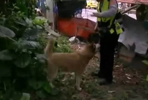 哈士奇又驚動民警了！細數哈士奇的罪狀