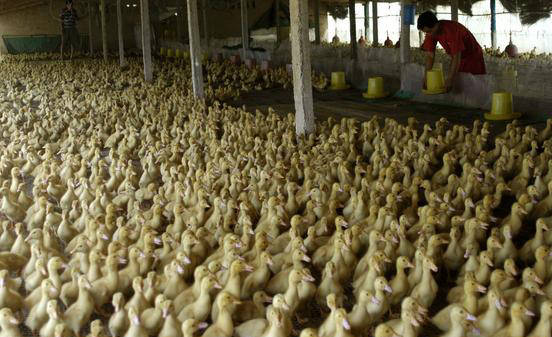 夏天肉鸭吃料慢，增料慢，吃不够数怎么办？