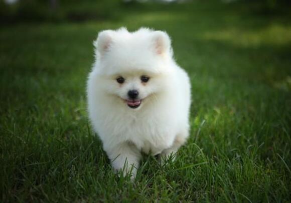 狗是色盲嗎？其實咱們是誤解了