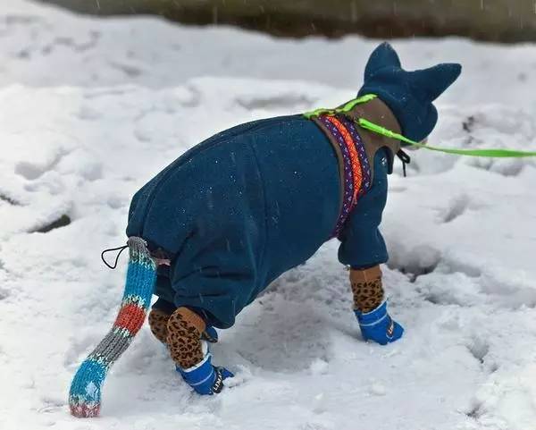 无毛猫的日常生活，带你走近神秘的无毛猫，想养一只吗？