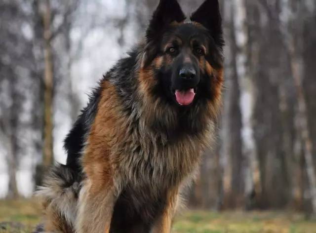 在我心里，这些才是中国最受欢迎的十种狗狗