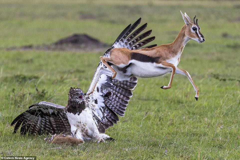 母羚羊亲眼看到自己的孩子被巨鹰吃掉, 结局感人
