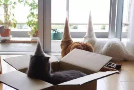 掉下来的猫毛不要丢，可以做成猫淇淋