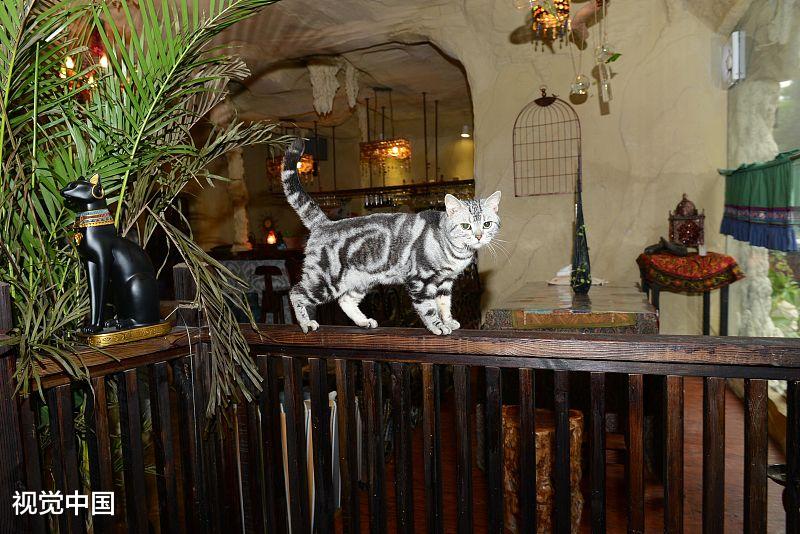 拿出拼死吃河豚的精神养猫，却对猫过敏怎么办？用这三招试试吧