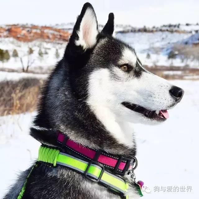 哈士奇就是哈士奇，再帥也擺脫不了蠢貨氣質！