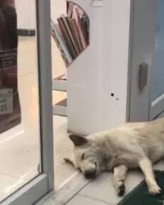 流浪狗在超市門口蹭冷氣，被自動門反復卡住不動彈