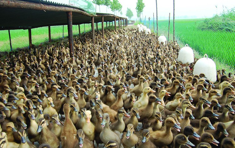 合同鸭养殖利润不可忽视的六个细节管理