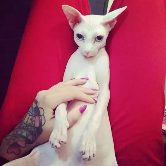 无毛猫的日常生活，带你走近神秘的无毛猫，想养一只吗？