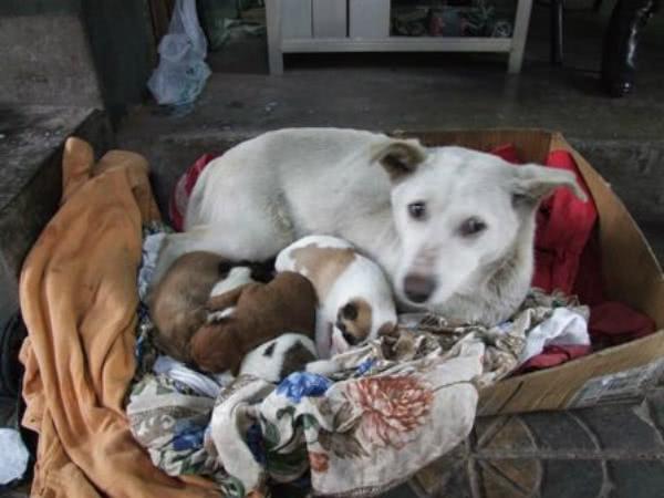 小狗被人收养, 流浪狗妈妈追赶着亲吻分别, 画面让人泪奔!