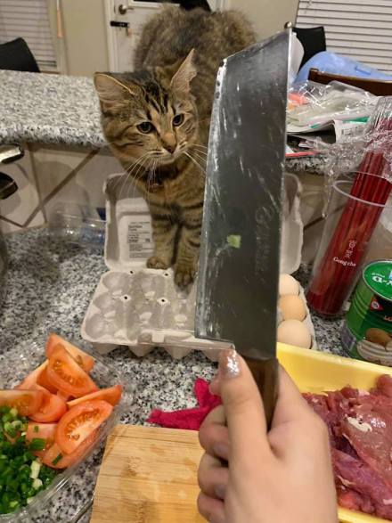 主人做菜 猫咪在厨房捣蛋死活不走 结果拿出菜刀后
