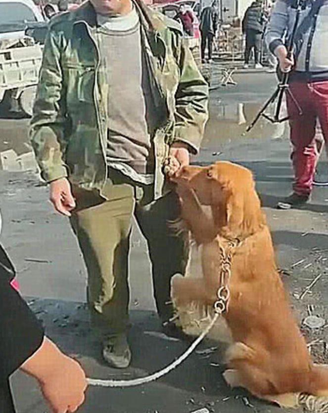男子因没钱, 将狗狗卖给狗贩子, 狗狗知道后, 一个举动让众人泪奔