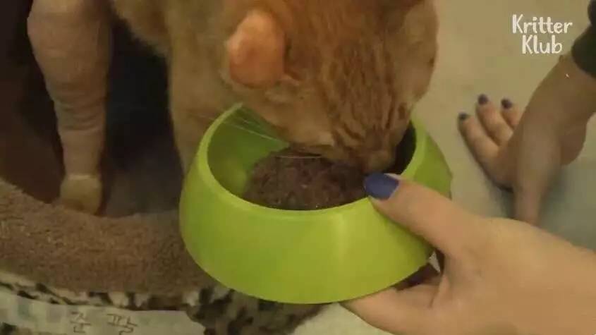 橘猫被遗弃后伤心不已，拒绝进食，暴瘦成纸片，幸好遇见了她