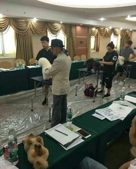 网友带狗狗去参加美容师大赛, 本想夺冠, 它居然中途睡着了