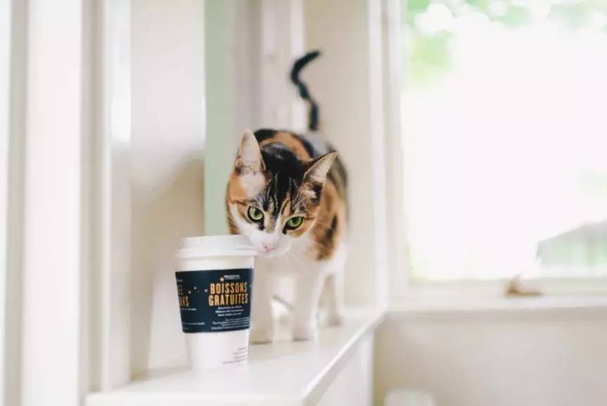 猫味、狗味能防癌？以后吸猫撸狗有正当理由了！