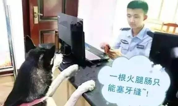 哈士奇又驚動民警了！細數哈士奇的罪狀