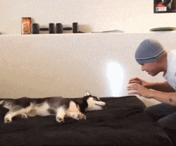 哈士奇就是哈士奇，再帥也擺脫不了蠢貨氣質！