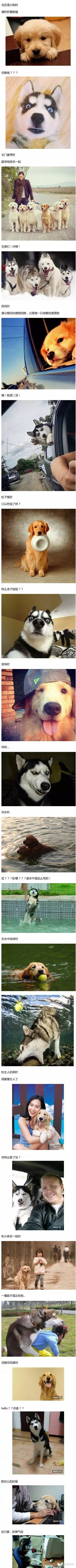 哈士奇與金毛，注定了是一生的對手