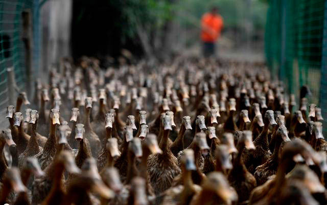 高温高湿的夏季如何养好肉鸭？