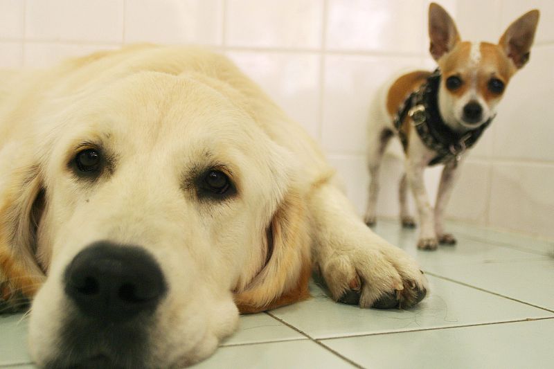 “犬瘟热”是狗生的一个坎，熬过去就赢了熬不过去就输了