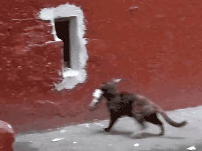猫咪的神经质的确名不虚传