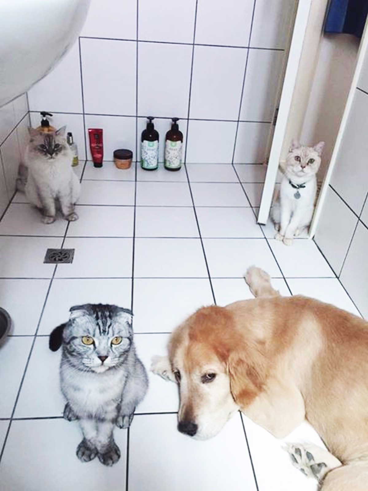 每当狗狗洗澡时，6只猫咪都会冲进来“守护”，画面让人笑喷！