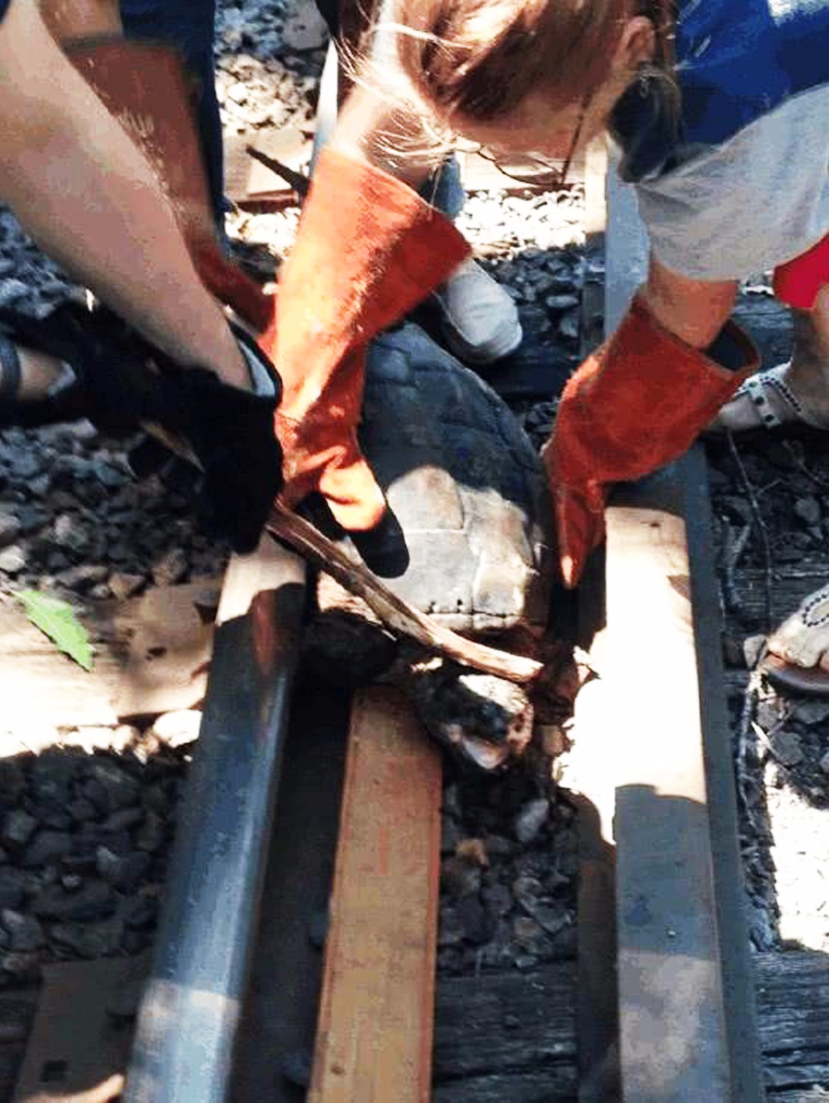 老乌龟被火车多次碾压，生命垂危，最后竟然还“倾家荡产”！