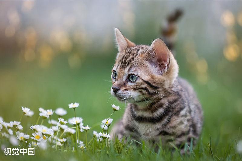 分析许多人喜欢猫，却没有养猫的原因，你属于哪一个？