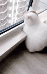 女友嫌猫细菌多“不送养就分手”，霸气男只说了一句话