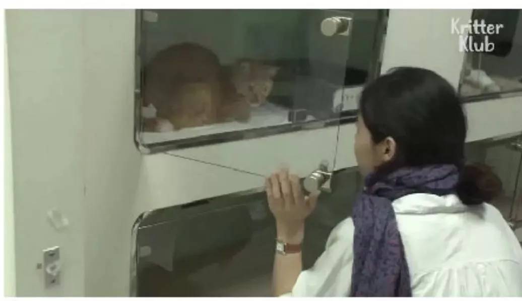 橘猫被遗弃后伤心不已，拒绝进食，暴瘦成纸片，幸好遇见了她