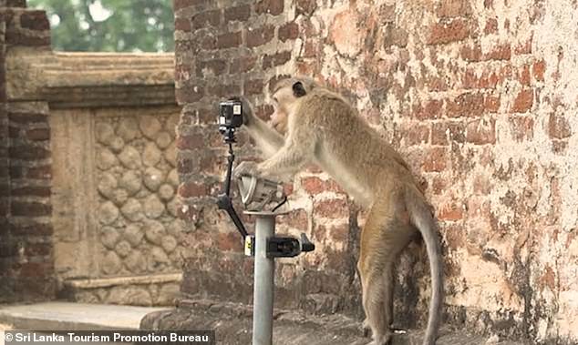 一群猕猴把游客相机偷走后，开始了疯狂的自拍！