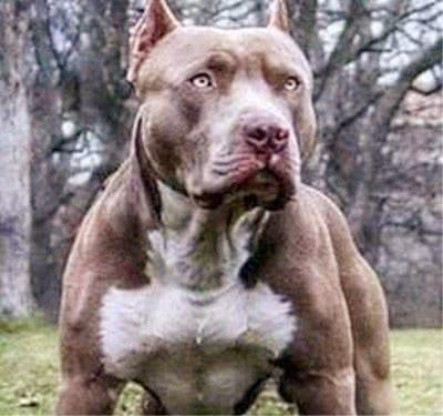 社会平头哥大战凶猛的比特犬, 到底谁更强悍? 结局让人意外