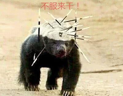 社会平头哥大战凶猛的比特犬, 到底谁更强悍? 结局让人意外