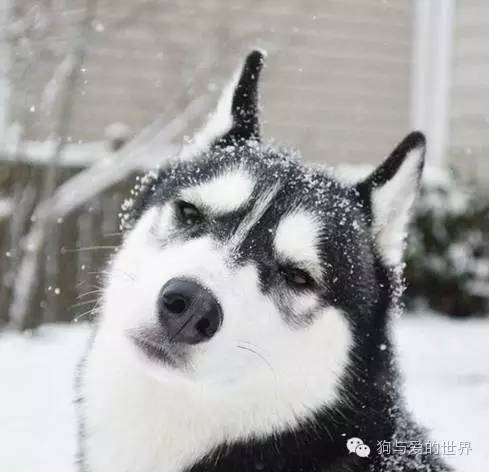 哈士奇就是哈士奇，再帥也擺脫不了蠢貨氣質！