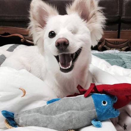 这只颜值超高的狗狗, 因缺少一只眼睛, 无人愿意领养