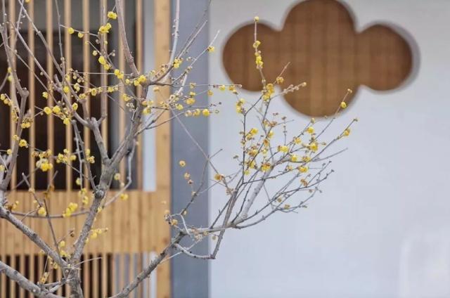 耗费76天！她爆改城中村荒院，完工变151㎡庭院豪宅！太美了！