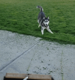 哈士奇就是哈士奇，再帥也擺脫不了蠢貨氣質！