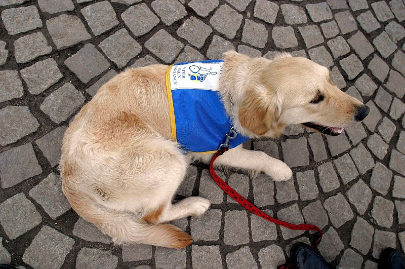 “犬瘟热”是狗生的一个坎，熬过去就赢了熬不过去就输了