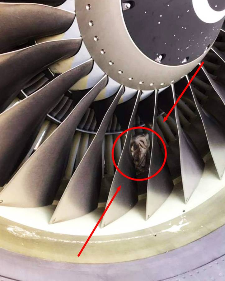 飞机准备起飞时，竟然发现引擎里有个“不明生物”，让人吓出冷汗