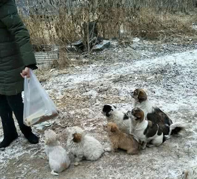 女人路过拆迁废墟时, 1个小动作, 拯救了6只小生命!