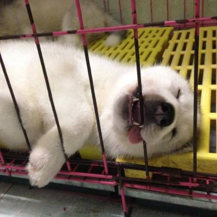 哈士奇生了5只宝宝, 睡姿一个比一个纯, 最后一只不忍直视