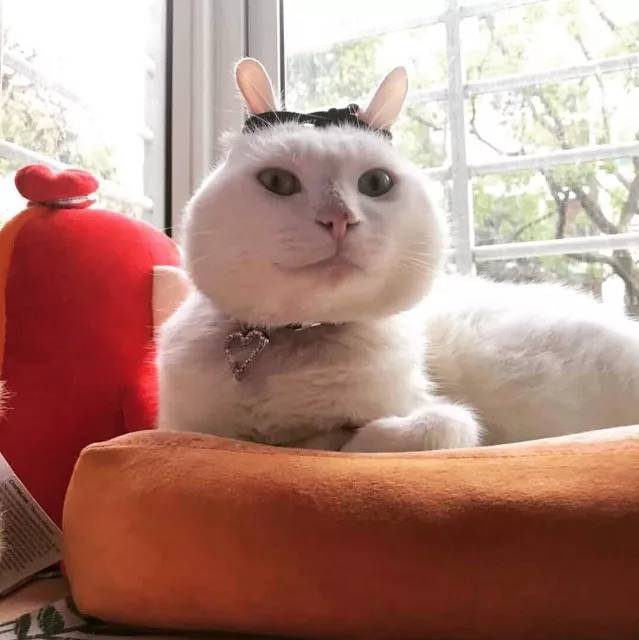 萌宠: 别看猫咪个头小, 打的群狗抱头跑!