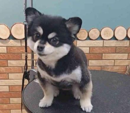 博美被哈士奇强上生下混血, 一看长相让人笑喷, 难怪没人要