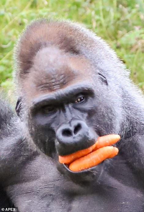 心机大猩猩嘴里塞满胡萝卜, 知道它的真实目的后游客笑喷