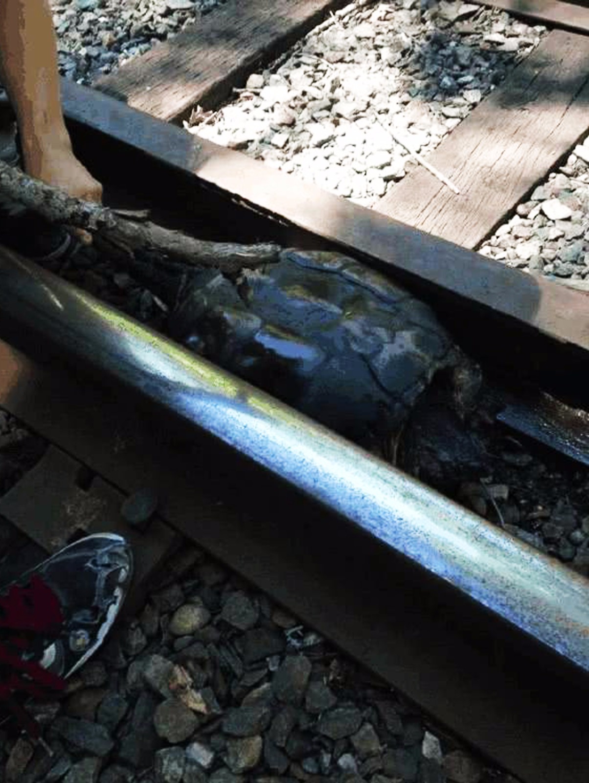 老乌龟被火车多次碾压，生命垂危，最后竟然还“倾家荡产”！