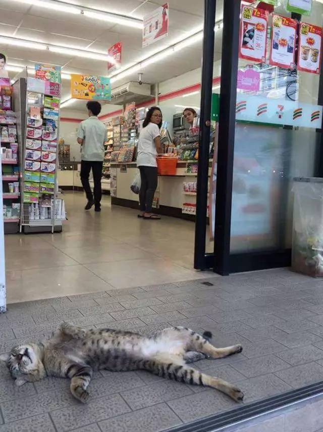 流浪狗在超市門口蹭冷氣，被自動門反復卡住不動彈